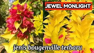 bougenville JEWEL MONLIGHT