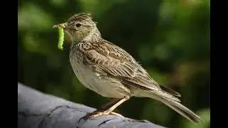 Skylark Sound