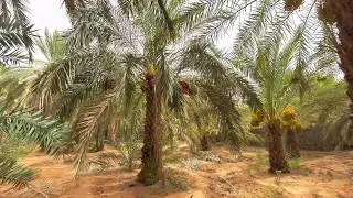 نخيل آدرار، مدينة شنقيط، التكمكمت، نخيل موريتانيا