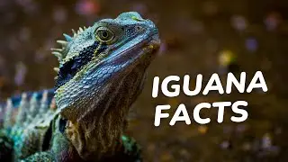 Iguana Facts for Kids : The Surprising Truth About These Lizard Superstars!