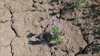 Video despre Facelia pentru Vadim. Iulie 2022