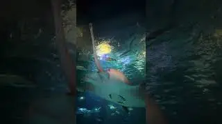 Icon Park sea live Orlando //so many colorful fish