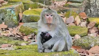 wow!! She just hand baby and in fast for catching of insect fly to face her .
