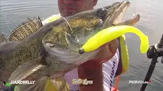 Hardbelly e Zander fishing