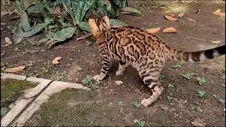 kucing bengal brown betina usia 6bln