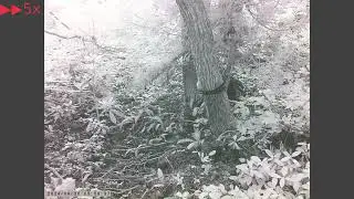 Japanese Squirrel Intensely Examines Salty Belts around Oak Tree