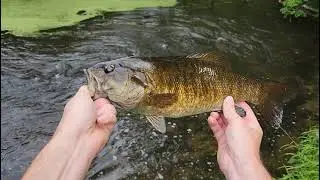 Fishing Green Scum Topwater!