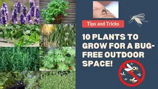 Mosquito Busters: 10 Plants to Grow for a Bug-Free Outdoor Space!