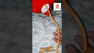 Egg boiler and mini steamer