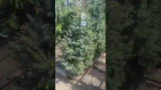 Serbian Spruce and Hemlock spotted at Lowe's