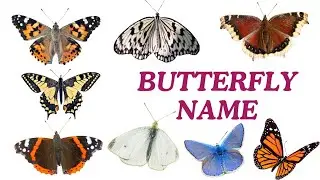 Butterfly Name in English| Butterfly insect | Butterfly vocabulary| Butterfly insect name insect