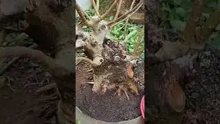 Bahan Bonsai Loa #bonsai #bonsaitree #indonesia #loa #ficus #loabonsai