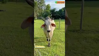 An Adorable Zebu Bull Walks Up to Me to Say Hello🐮