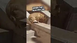 This Woman's Heart Melts from Dog's Unexpected Surprise  #heartwarming
