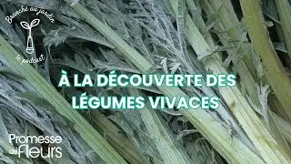 Podcast Branché au jardin : À la découverte des légumes vivaces