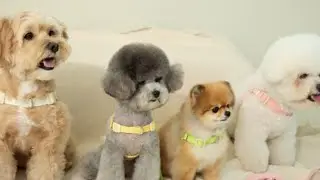 [비브멍] 강아지앞섬방지하네스&리드줄 잘못된 산책습관이 질병을 유발해요. 앞섬방지하네스 훈련해요 강아지하네스, 하네스추천, 강아지첫하네스