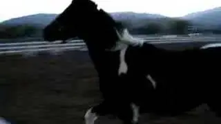 Sir Rusty running