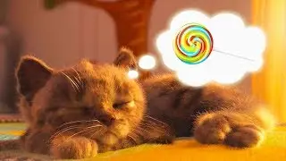 Little Kitten Preschool Adventure Educational Kids Game - My Favorite Cat Pet Care Learning Games