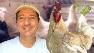 Tudo sobre a Anma | Mario Salviato #01