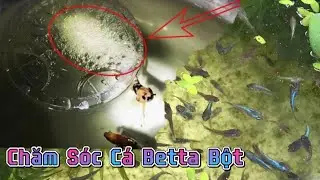 Chia sẻ cách Chăm Sóc Cá Betta Bột từ A-Z | Betta Bình Dương