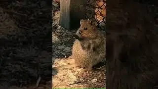Adorable Squirrel Reacts to Juggling Fun! #shorts  #viral #adorableanimals #CuteAnimalReactions