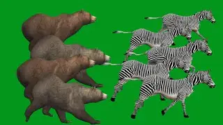Bears Hunting Attack in Zebras  and Horse   Animals  HD Green Screen Blue Screen Black Screen Animal