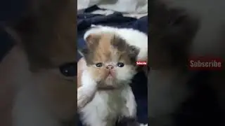 Extreme Punch Face Persian Cat #shorts #viral #status #funny #cat #persian #billi