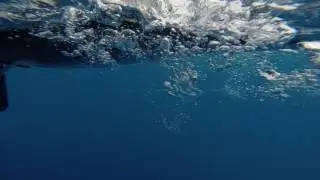 blue oyster bar fishing