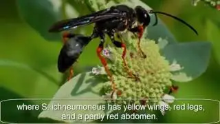 Sphex Pensylvanicus The Black Wasp | Bee | Killer Bee