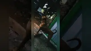 #doglover #kombai #attitude #dogloylity#trendingshorts #zplussecurity