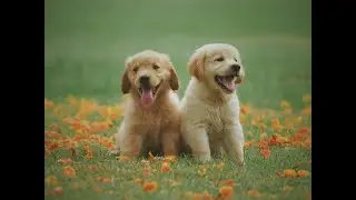 Calm Dogs for Kids | Gentle Dog Scenes with Mellow Folk Acoustic Music | Low-Stimulation