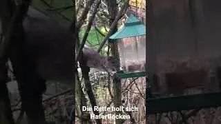 Ratte holt sich Haferflocken #ratte #vogelfutter #nager