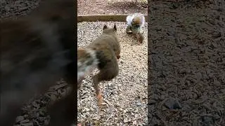 Little Douglas&rsquo;s squirrel attacking big gray squirrel