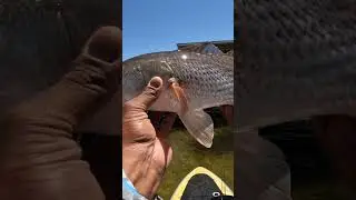 Catching Keeper Redfish w/NLBN &mdash;Why You Need to Try Them! #fishing #destinflorida #destinfishing