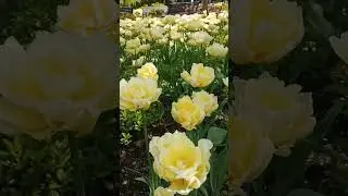 #тюльпани #тюльпаны #тюльпан #цветы #flowers #flover #цветущие #цветущиецветы #nature #сад #растения