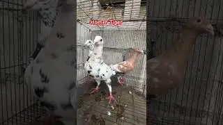 Homer Tiger #pigeon #viralvideo #bird #offcolor #pigeonlover #kalapati  #pigeonlove #viralvideo