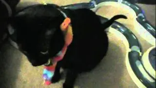 Dr. Kitty is indifferent to your universal needs