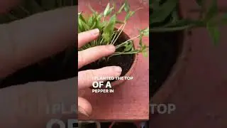 Planting the top of a bell pepper! This is what I got!