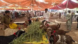 Bakra Mandi Pattoki Latest Update | Top Quality Breeder Ay !