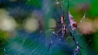 Joro-spider | mating while eating