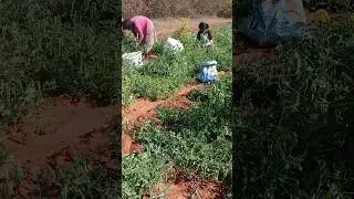 matar harvesting