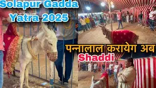 पन्नालाल बे सोलपूर के Gadde मे l Solapur Gadda Yatra l #solapur #solapurgaddayatra #solapurgadda