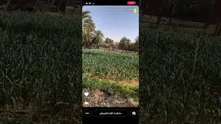 الأبن يكشف رصيد والده البخيل