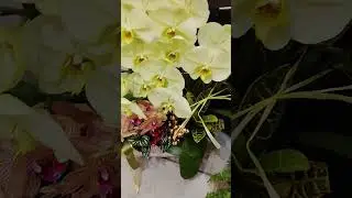 TAIWAN #music #travel #viralvideo #viral #shorts