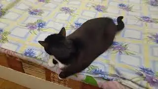 Very Smart Kitty Talking to a Man