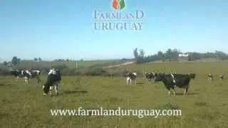 small farm in Colonia, Uruguay