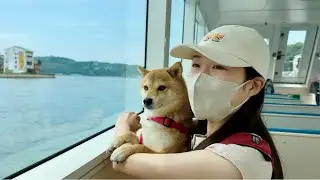 海から見る見たことない景色に目をまんまるくする柴犬が可愛い
