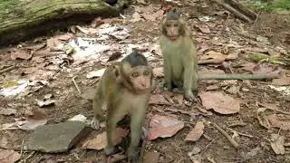 Baby Monkey Copper in Mila Troop