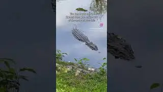 Crocodiles in Brunei river #borneo #brunei #crocodile #wildlife