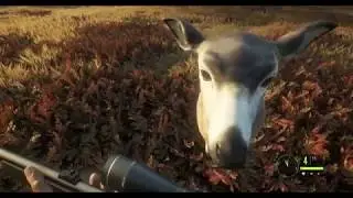 Bulletproof Deer???? - theHunter: Call of the Wild
